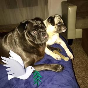 Meet your Posher, Louis